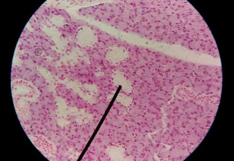 Close up human cells with microscope. Stock Photos