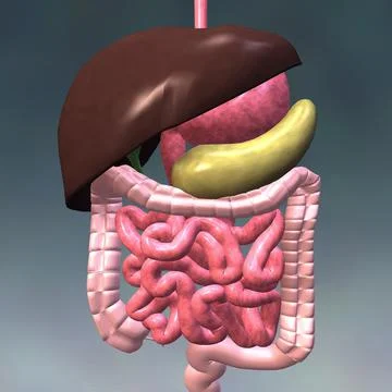 Close-up of the human digestive system 스톡 일러스트