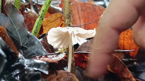 Close up of human fingers gently touching a small white mushroom cap in the fore Vídeos de archivo 335640717