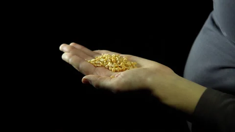 Close-up of human fingers move a handful of peas in hand on a black background. Stock Footage 86595077