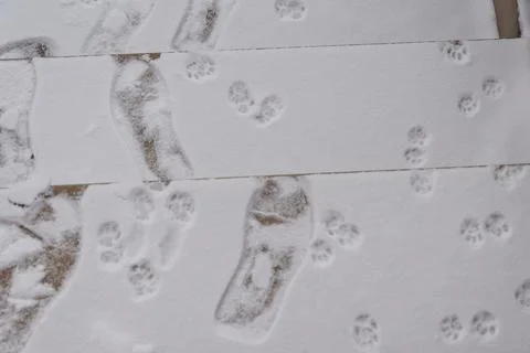 Close-up of human footprints and small animal paw prints in fresh white sno.. Stock Photos