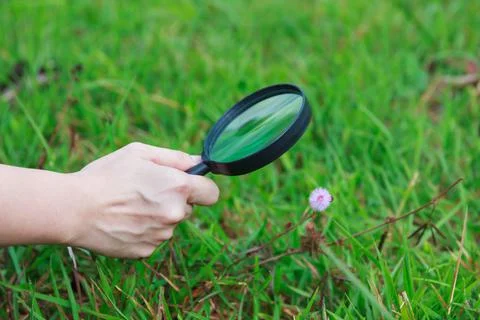 Close up human' hand exploring nature at flower with magnifying glass. Stock Photos