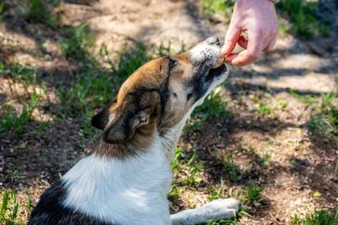 Close up. A human hand feeds a stray animal. A stray sterilized dog with a chip Stock Photos
