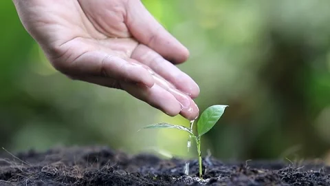 Close up of human hand gently pouring water on a small green seedling. Stock Footage 329948758