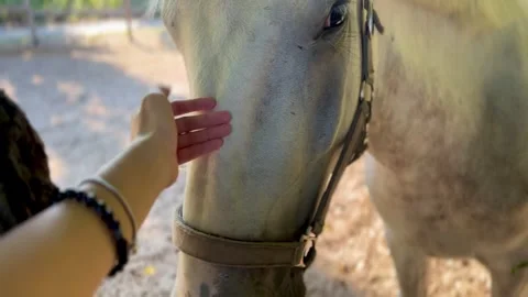 Close-up of human hand gently touching white horse’s face in paddock Stock Footage 304544575