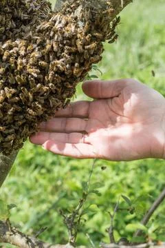 Close-up of a human hand gently touching a massive honeybee swarm on a tree.  Stock Photos