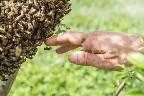 Close-up of a human hand gently touching a massive honeybee swarm on a tree.  Stockfoto's