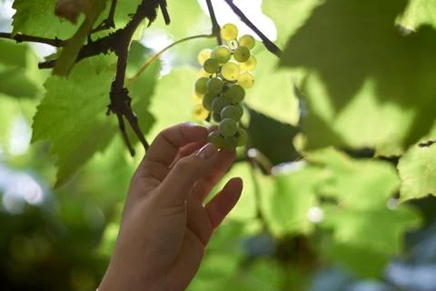 Close-up of a human hand gently touching fresh green grapes growing on a vine Stock Photos