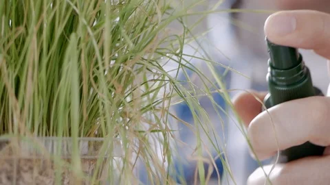 Close-up of a human hand splashing water from a spray on dry grass sprouts. Stock Footage 107528482