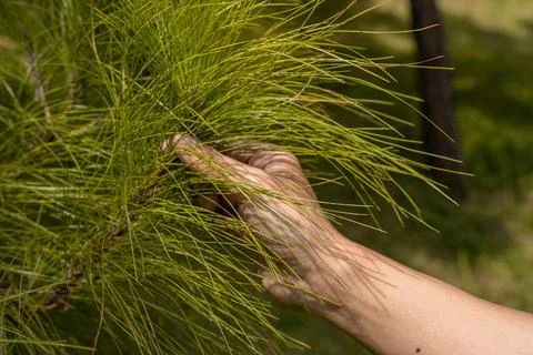 Close-Up of a Human Hand Touching Delicate Pine Needles in a Lush Green Env.. Stock Photos