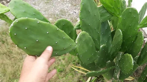 Close-up of a human hand touching a green spineless prickly pear cactus pad.. Stock-Footage 337952345