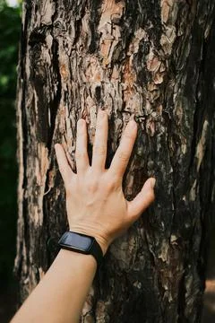 Close-up of a human hand touching textured tree bark in the forest, symboli.. Stock Photos