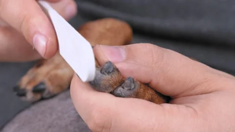 Close up human hands carefully make the oval shape for dachshund nails with file Stock Footage 141179089