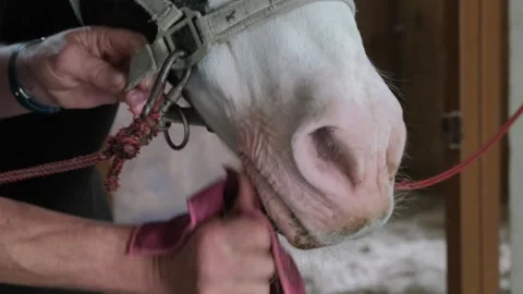 Close-up of human hands gently wiping a white horse's nose with a pink clot.. 스톡 동영상 336189703