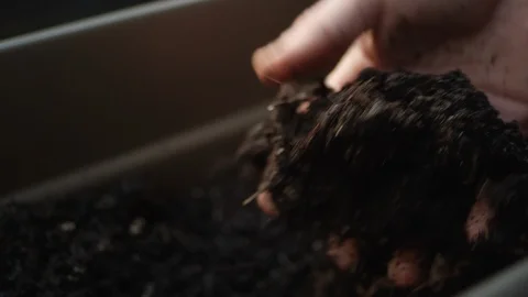 Close-up of human hands holding up fresh soil in a planter box 스톡 동영상 125119861