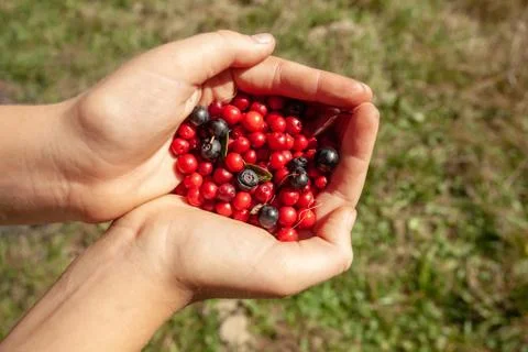 Close-Up Of Human Hands Holding Wild Berries Stock Photos