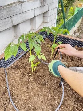 Close-up. Human hands install drip irrigation for young tomato plant. Natur.. Stock Photos