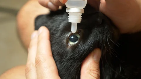 Close up, human hands process the eyes of a black cat. Veterinary concept, eye Stock Footage 97134059