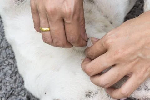 Close up of human hands remove dog adult tick from the fur., dog health care Stock Photos