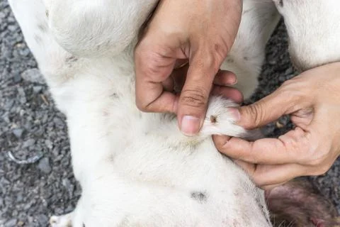 Close up of human hands remove dog adult tick from the fur., dog health care Stock Photos
