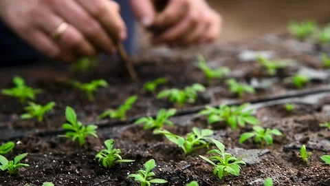 Close-up of human hands with small plants in the process of sowing in the s.. Stock Footage 328228688