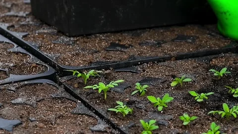 Close-up of human hands with small plants in the process of sowing in the s.. 스톡 동영상 328228707