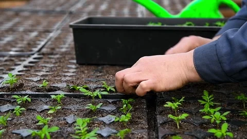Close-up of human hands with small plants in the process of sowing in the s.. Stock Footage 328228722