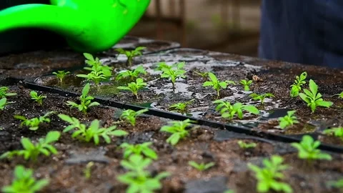 Close-up of human hands with small plants in the process of sowing in the s.. Stock Footage 328228729