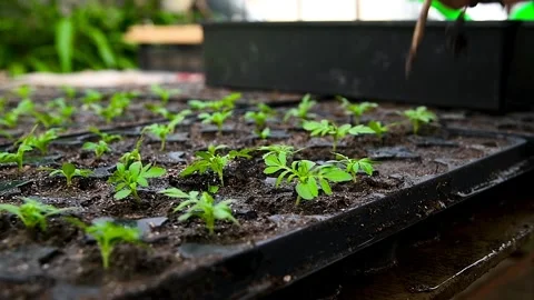 Close-up of human hands with small plants in the process of sowing in the s.. Video stock 339766476