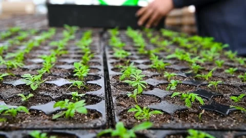 Close-up of human hands with small plants in the process of sowing in the s.. Video stock 339766489