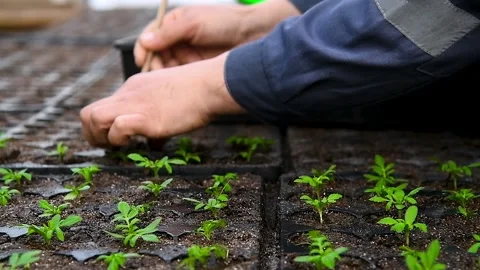 Close-up of human hands with small plants in the process of sowing in the s.. Видео 339766495