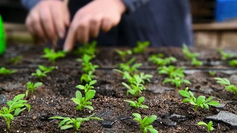 Close-up of human hands with small plants in the process of sowing in the s.. 库存影片 339914990