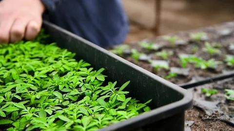 Close-up of human hands with small plants in the process of sowing in the s.. Video stock 339915080