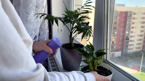 Close up of human hands spraying water on green houseplants near window 動画素材 346163670