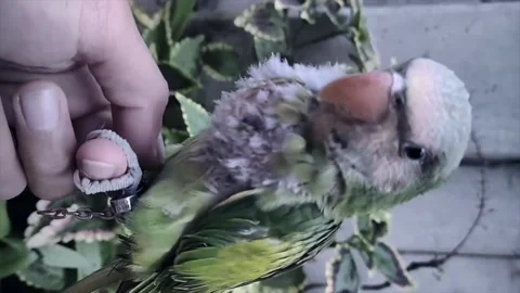 Close up of a human holding a cute small green parrot Vidéo 338170261