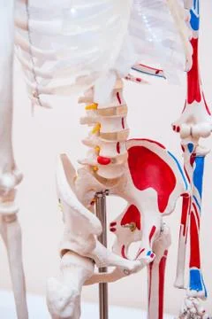 Close up human model pelvis skeleton model. Medical clinic concept. Selective Stock Photos