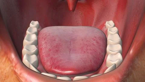 Close-up of the human mouth Illustration