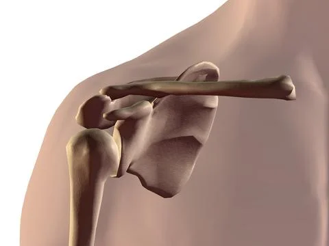 Close-up of the human scapula Stock Illustration