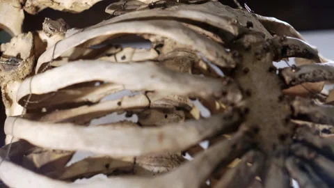 Close-up of the human skeleton. Stock Footage 239631506