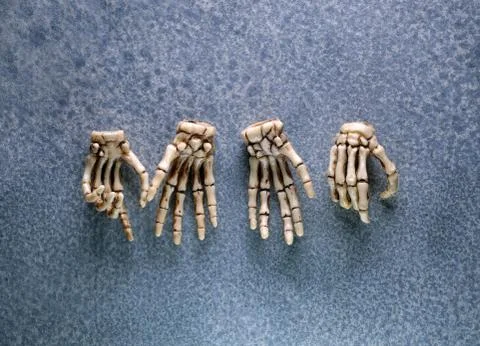 Close Up Human Skeleton Stock Photos