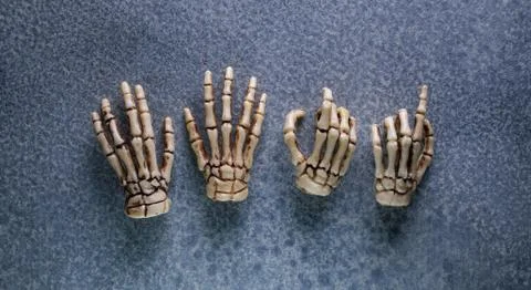 Close Up Human Skeleton Stock Photos