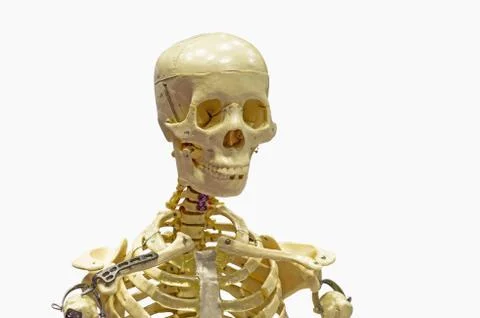 Close-Up Of Human skeleton on White Background. Stock Photos