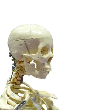 Close-Up Of Human skeleton on White Background. Stock Photos
