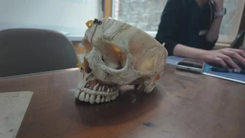 Close up of a human skull model on a desk with a medical student studying in the Stock Footage 328986075