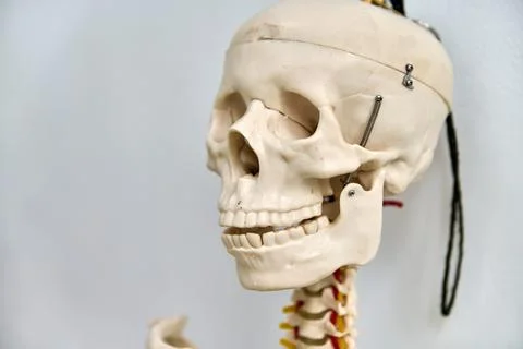 Close up of human skull model with visible jaw hinge and upper neck vertebr.. Stock Photos