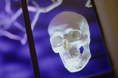 Close up of human skull Stock Photos