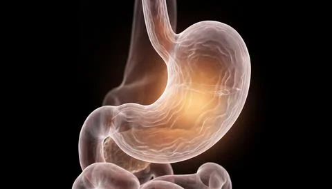 Close up human stomach organ visualization showing detailed digestive tract.. Stock Illustration