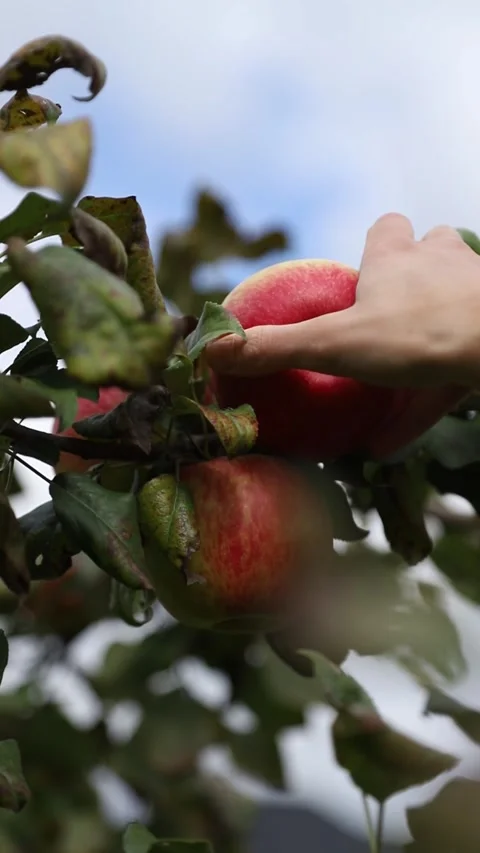 Close-up of a human's hand picking a fresh, ripe red apple from a tree bran.. Stock Footage 345527582