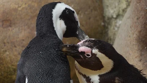 Close up of a Humboldt or jackass penguin Vídeos de archivo 300032478