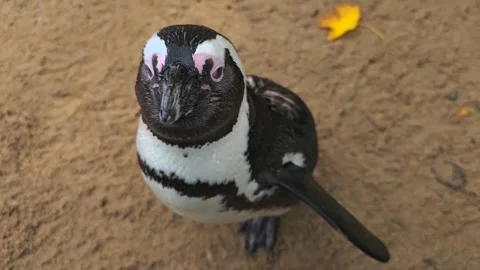 Close up of Humboldt pengui Stock Footage 257341685